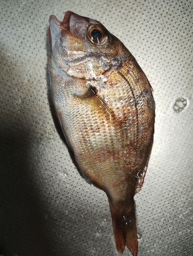 チャリコの釣果