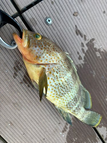 キジハタの釣果