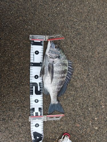 クロダイの釣果