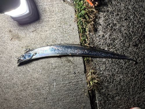 タチウオの釣果
