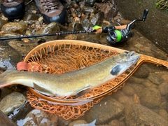 イワナの釣果
