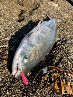 アキアジの釣果