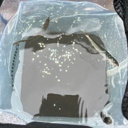 イワシ