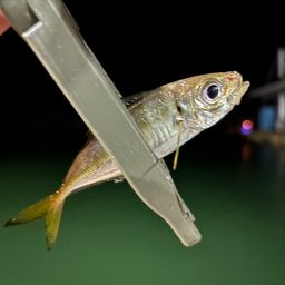 アジ