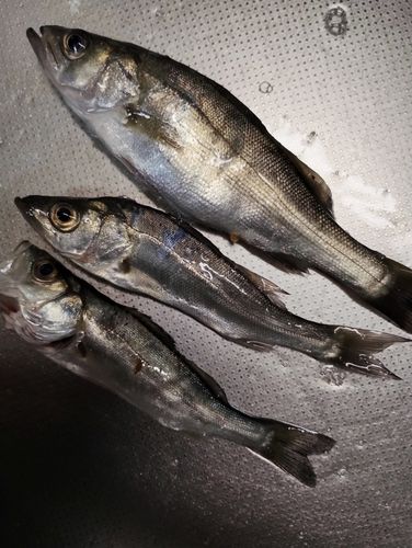知多湾