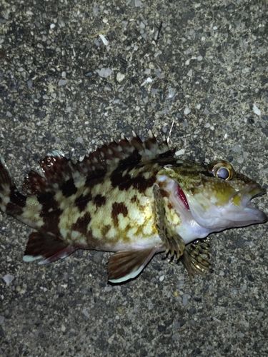 幸ノ浦漁港
