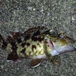 カサゴ