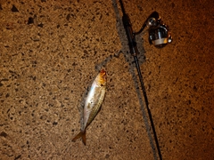 マアジの釣果
