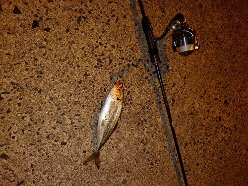 マアジの釣果