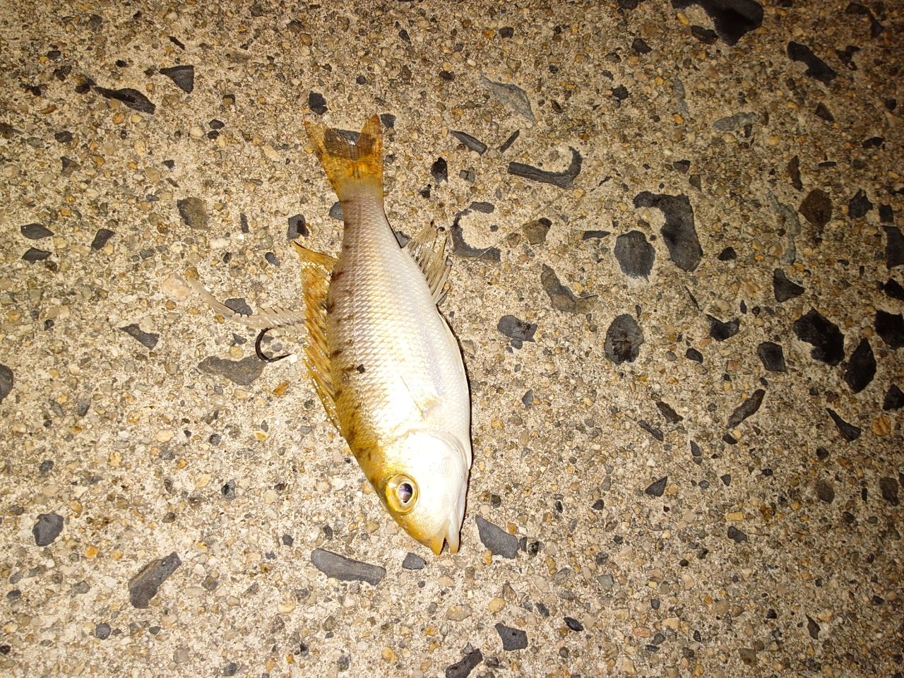 マアジ