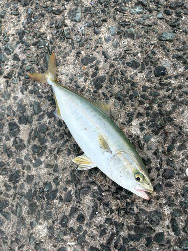 ワカシの釣果