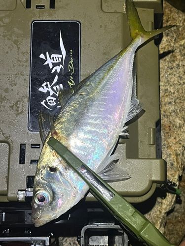 紀伊水道