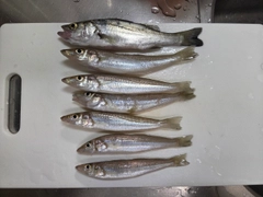 キスの釣果
