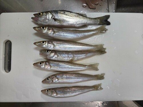 キスの釣果