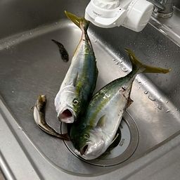 サバ