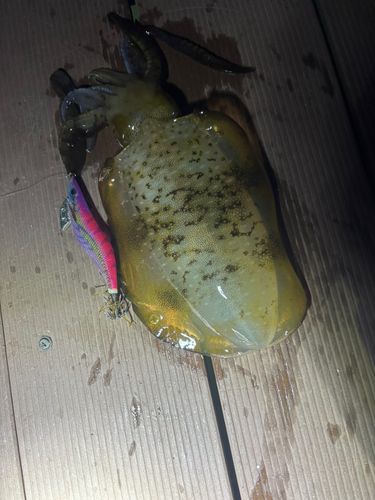 アオリイカの釣果