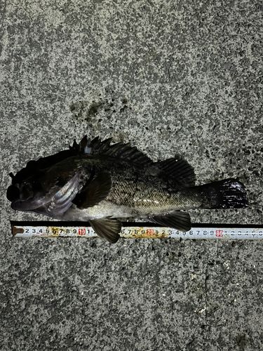 クロソイの釣果