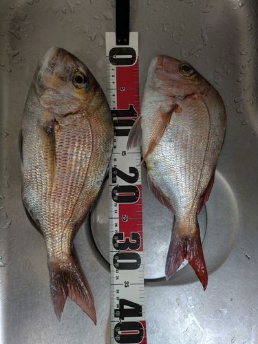 タイの釣果