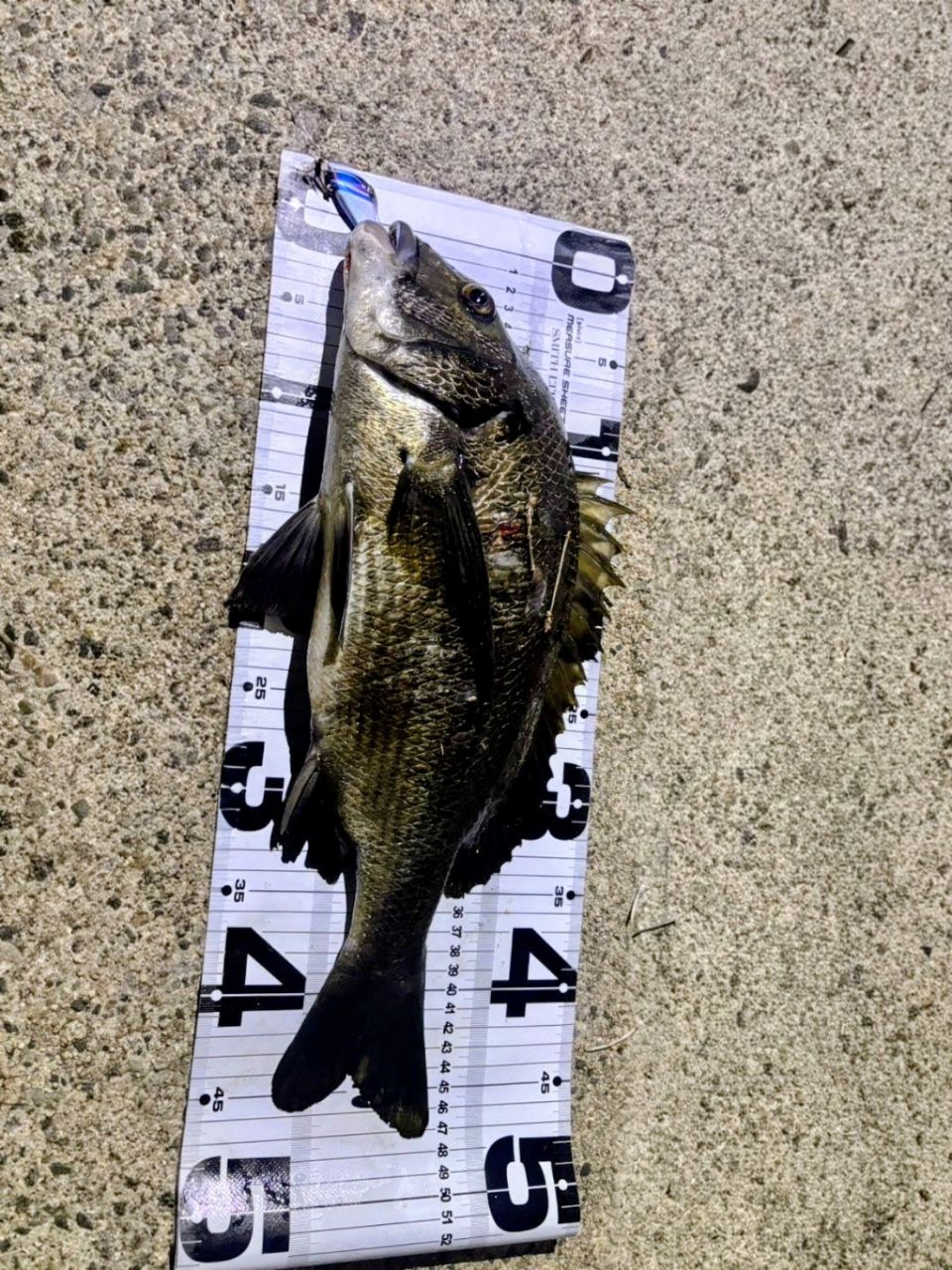 DAIWA 21ラブラックス AGS 93Mの最安値・インプレ・釣果 | 本音