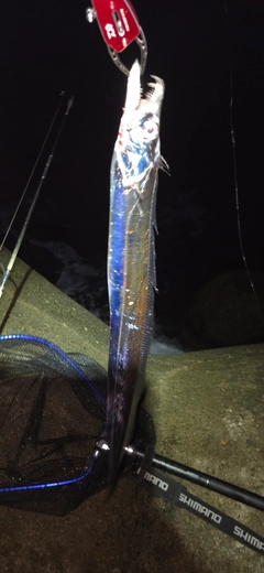 タチウオの釣果