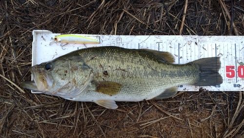 ラージマウスバスの釣果