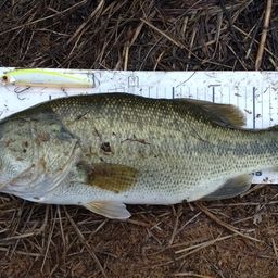 ラージマウスバス