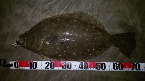 ヒラメの釣果