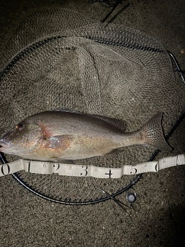 コロダイの釣果