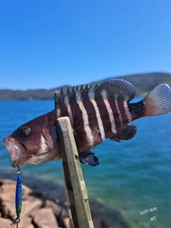 アオハタの釣果