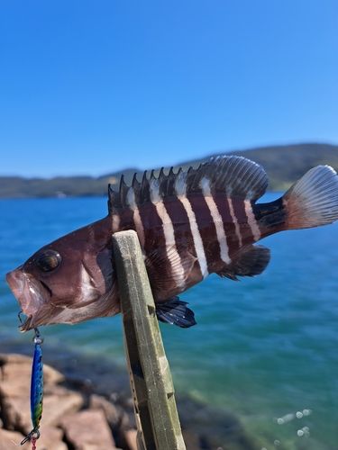 アオハタの釣果