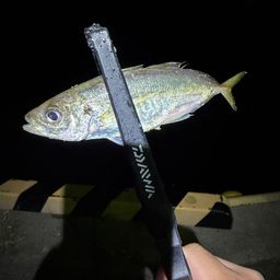 アジ