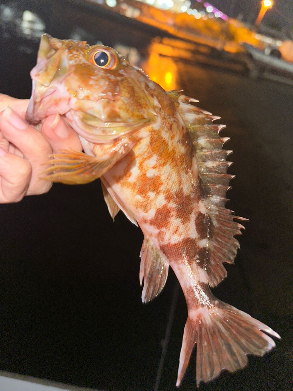 21ルビアスLUVIAS AIRITY FC LT2500S-XH-QD y-4550133173103-3.jpg