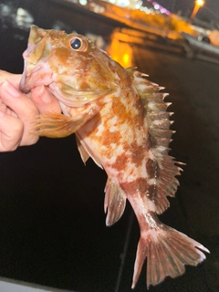 カサゴの釣果