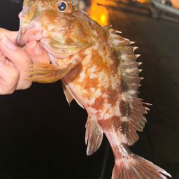 カサゴ