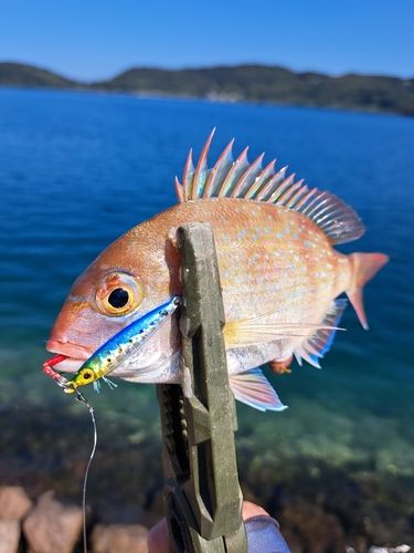 タイの釣果