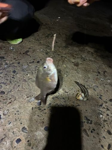 アオタナゴの釣果