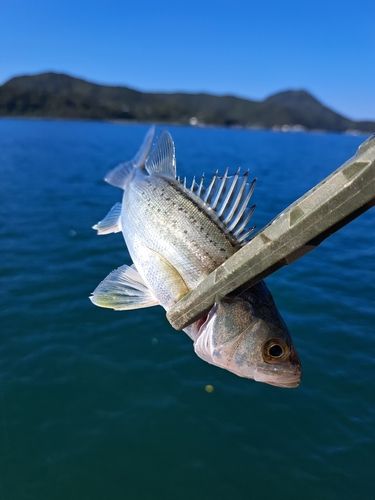 セイゴ（マルスズキ）の釣果