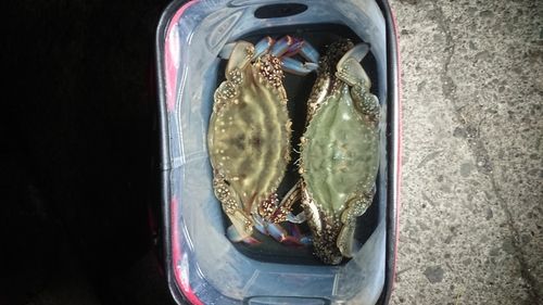 ワタリガニの釣果