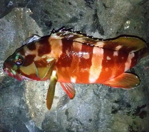 アカハタの釣果