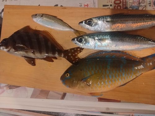 サバの釣果