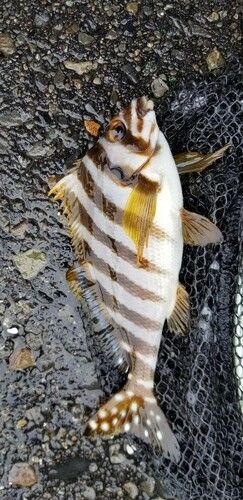 タカノハダイの釣果