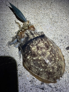 カミナリイカの釣果