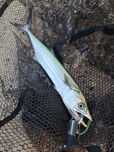 サゴシの釣果