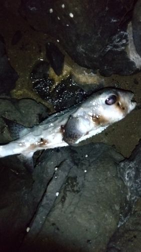 イシガキフグの釣果