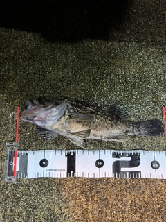 クロソイの釣果