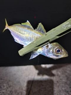 マアジの釣果