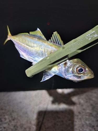 マアジの釣果