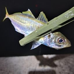 マアジ