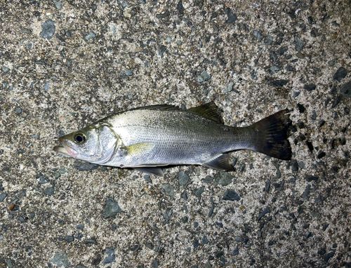 セイゴ（マルスズキ）の釣果