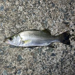 セイゴ（マルスズキ）